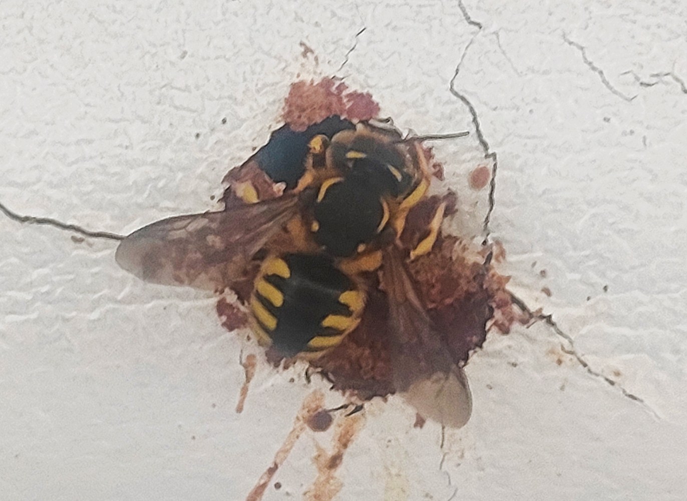 Wool Carder Bee