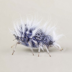 Woolly Aphid Identification Guide