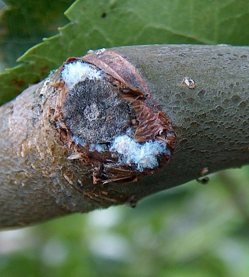 Woolly Aphid