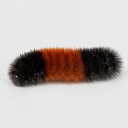 Woolly Bear Caterpillar Identification Guide