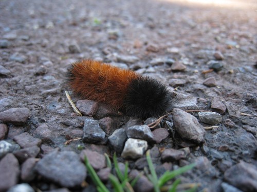 Woolly Bear Caterpillar Identification Guide