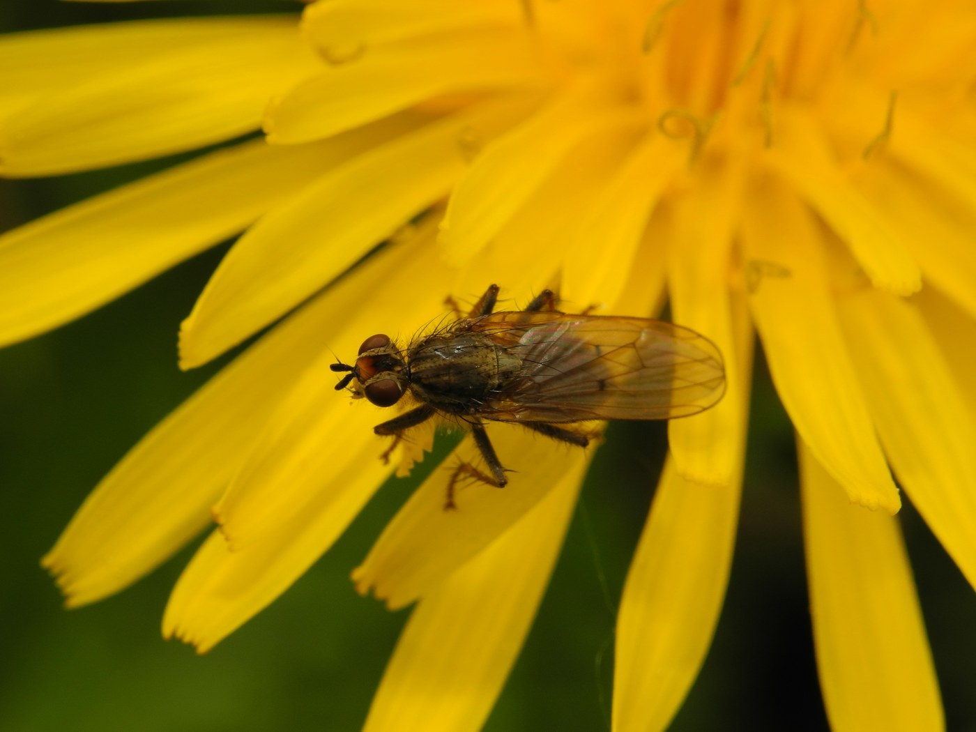Yellow Dung Fly