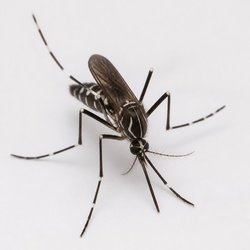 Yellow Fever Mosquito Identification Guide
