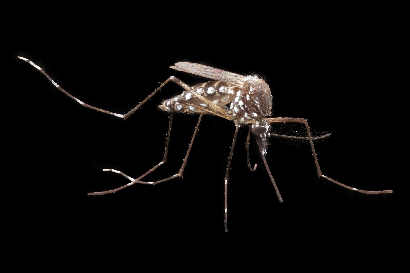 Yellow Fever Mosquito