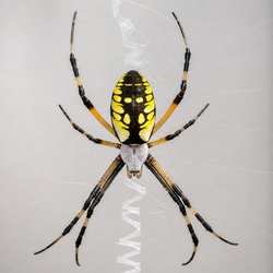 Yellow Garden Spider Identification Guide