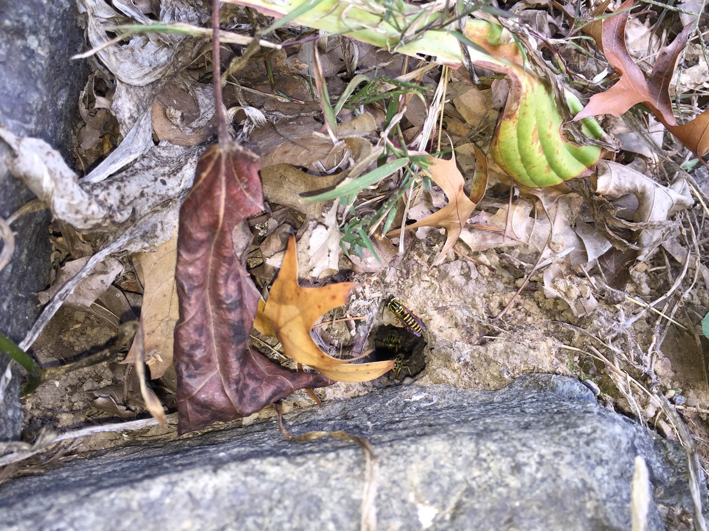 Yellow Jacket