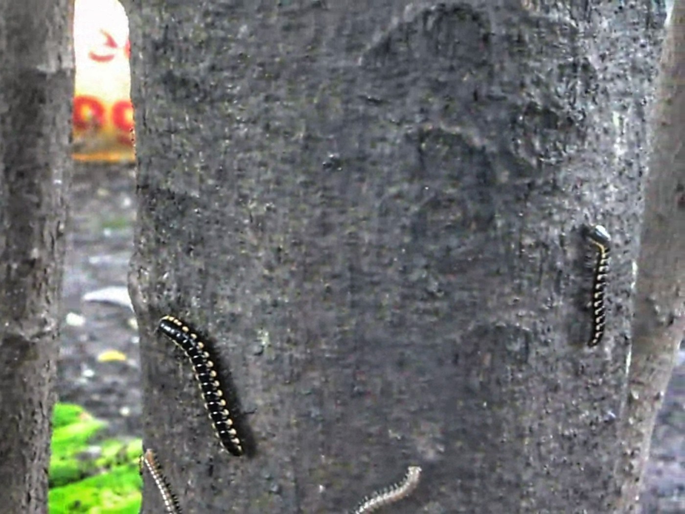 Yellow-spotted Millipede