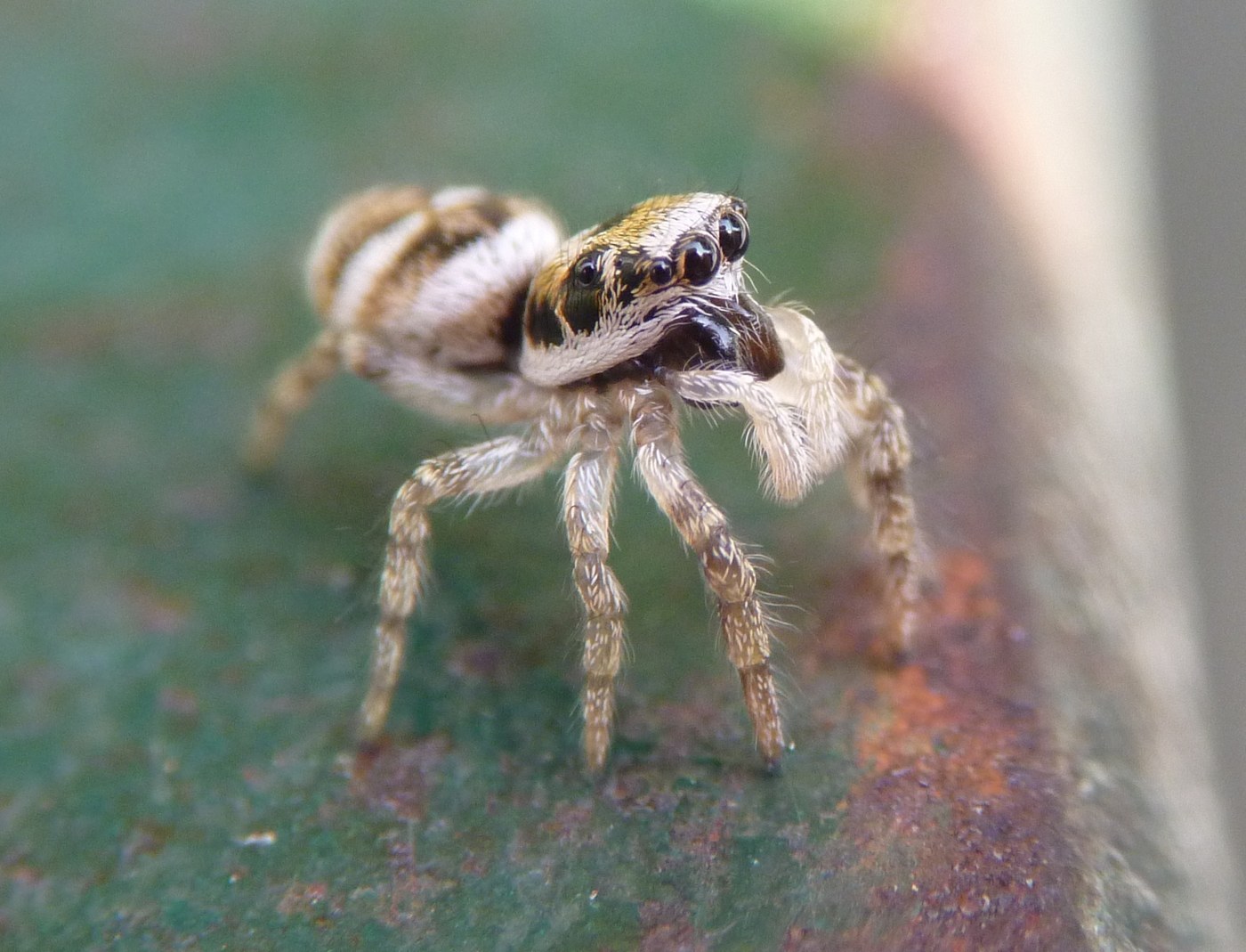 Zebra Jumping Spider