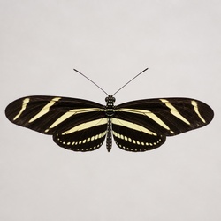 Zebra Longwing Identification Guide