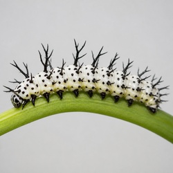 Zebra Longwing Caterpillar Identification Guide