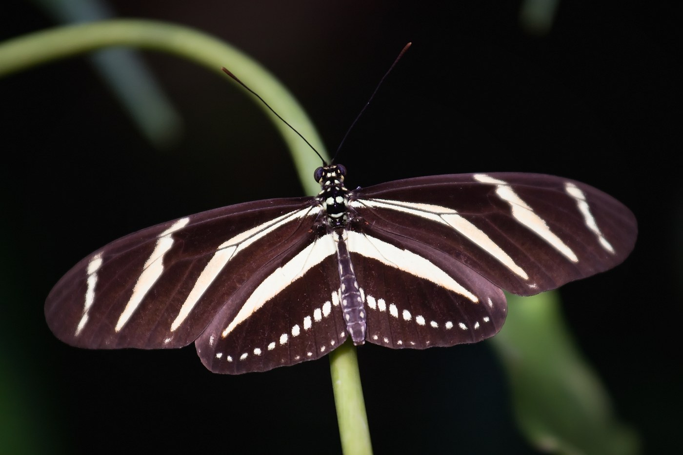 Zebra Longwing