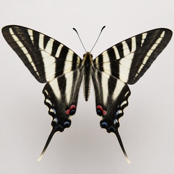 Zebra Swallowtail Identification Guide