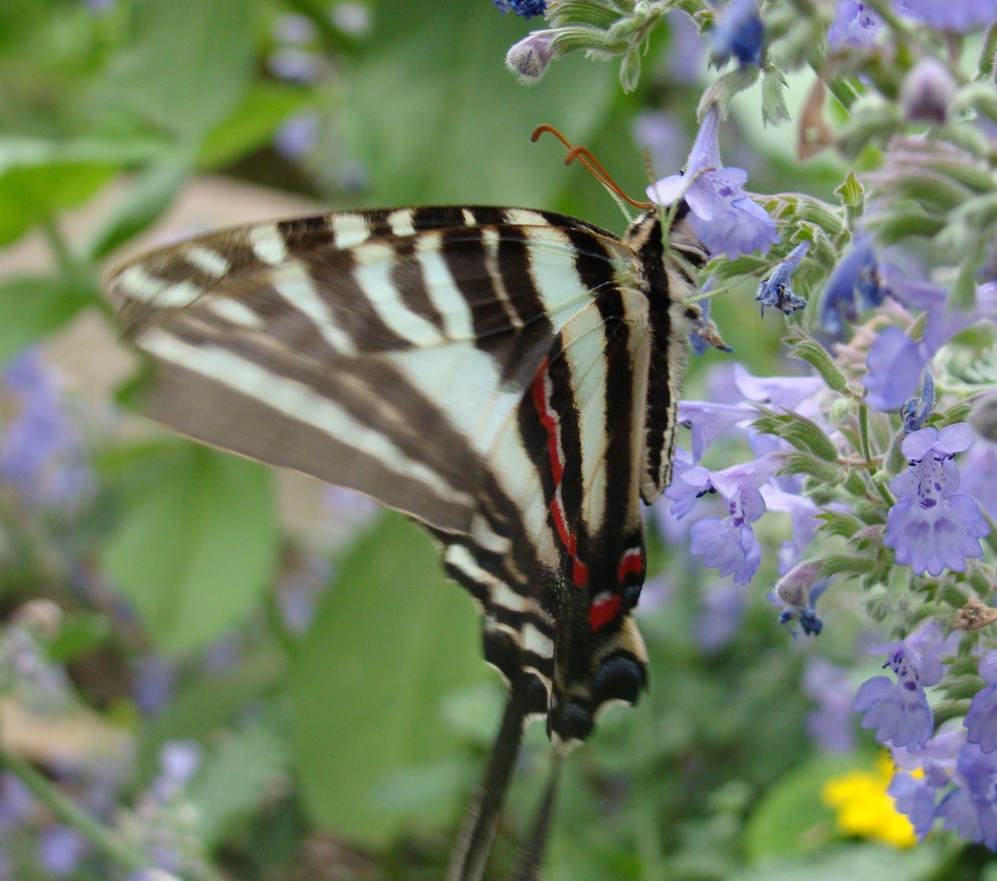 Zebra Swallowtail