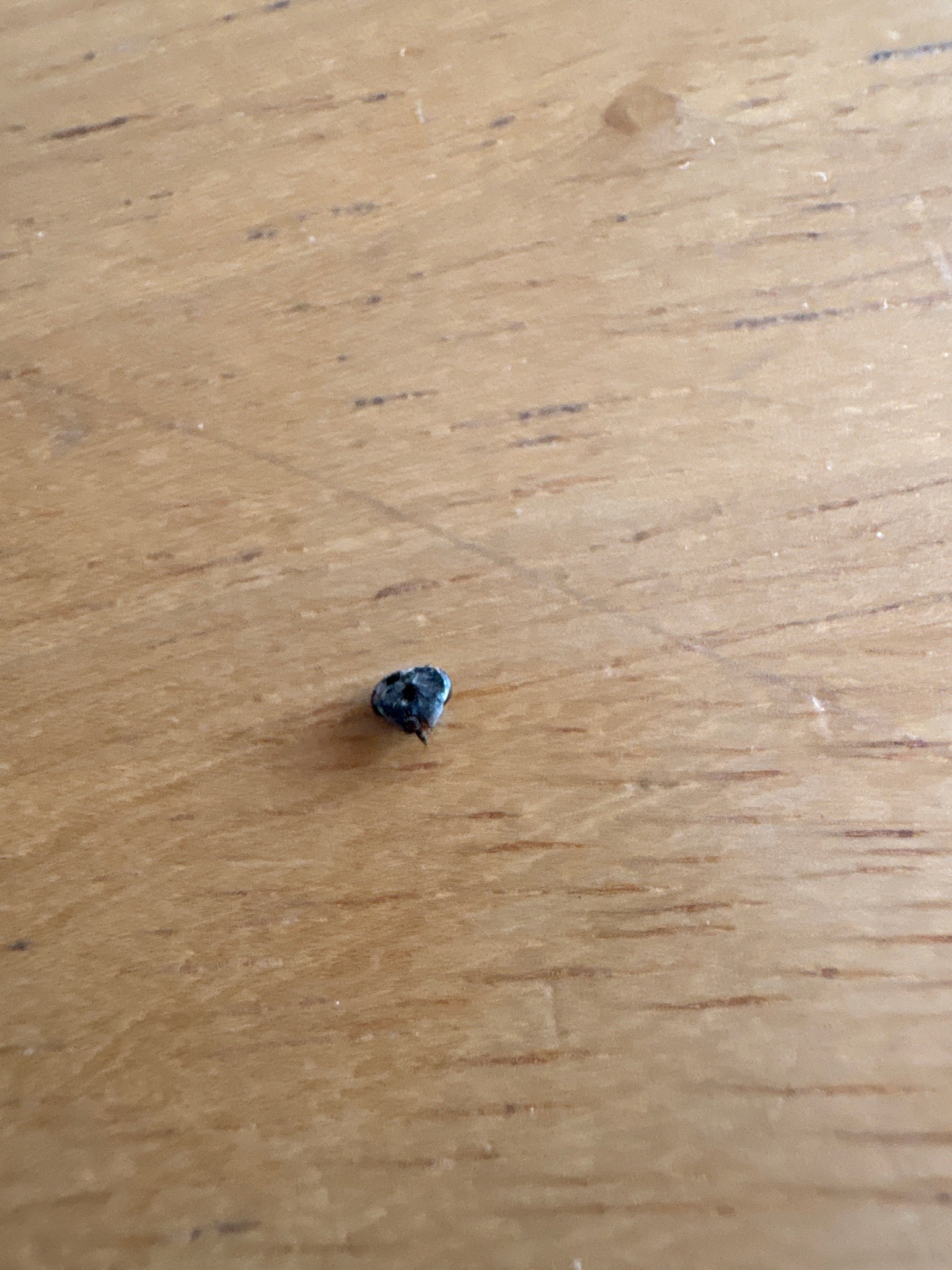 Engorged Tick