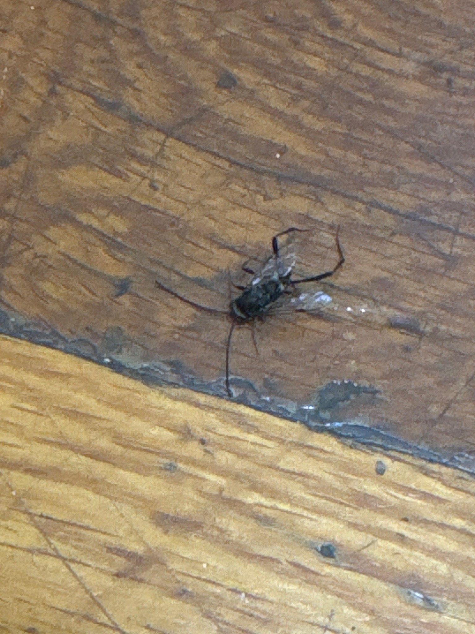 Ensign Wasp