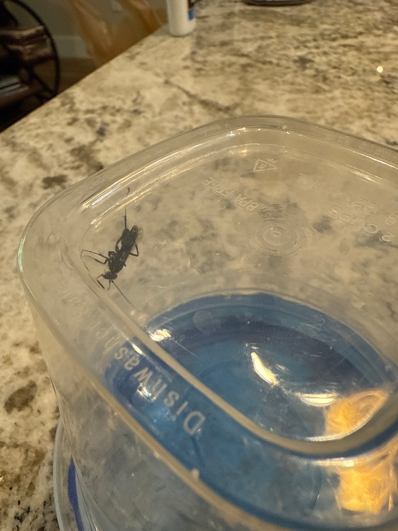 Ensign Wasp