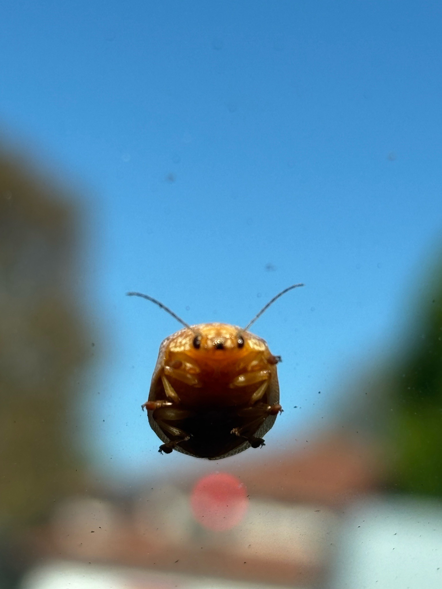 Eucalyptus Tortoise Beetle
