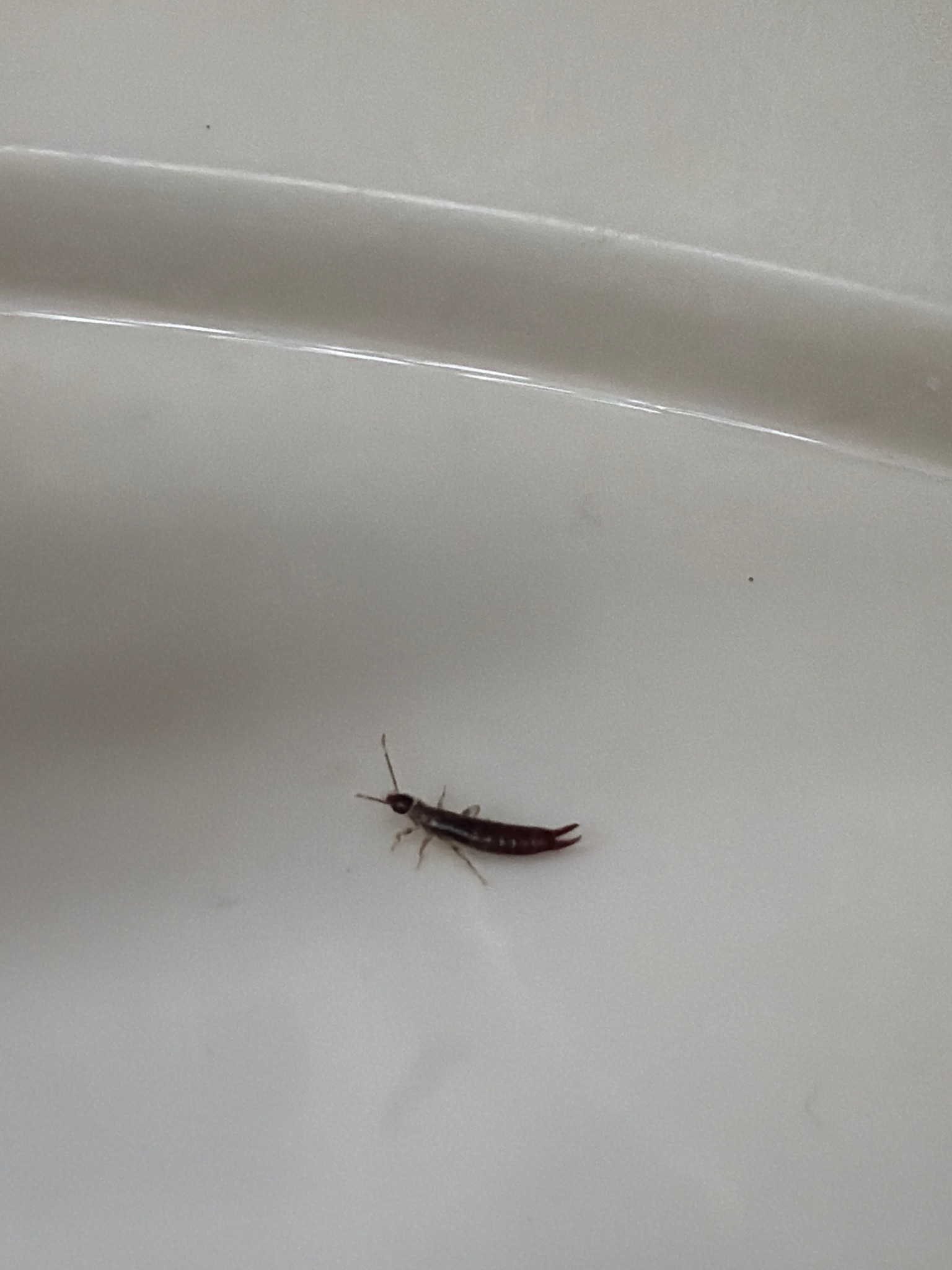 European earwig