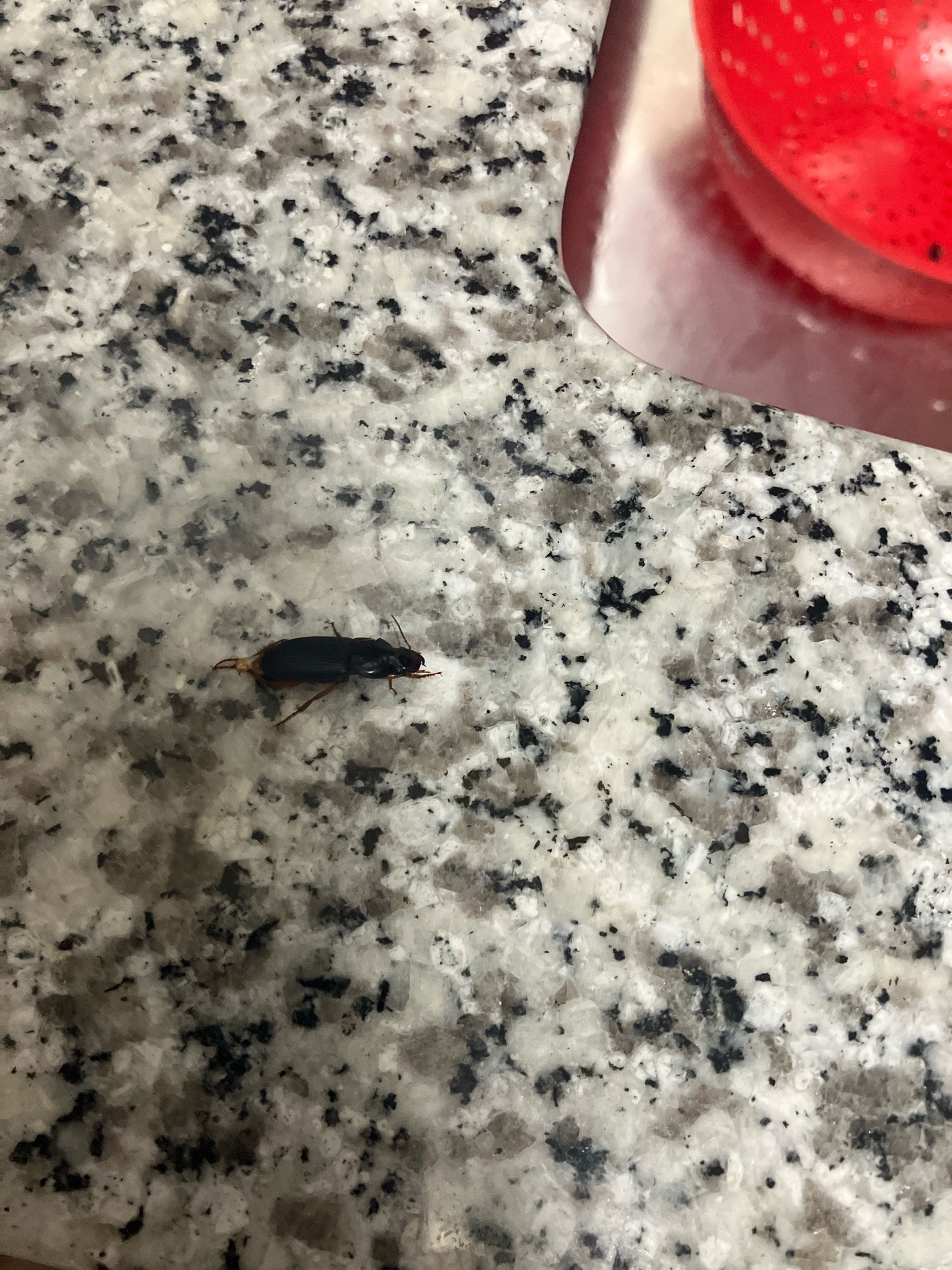 European Earwig
