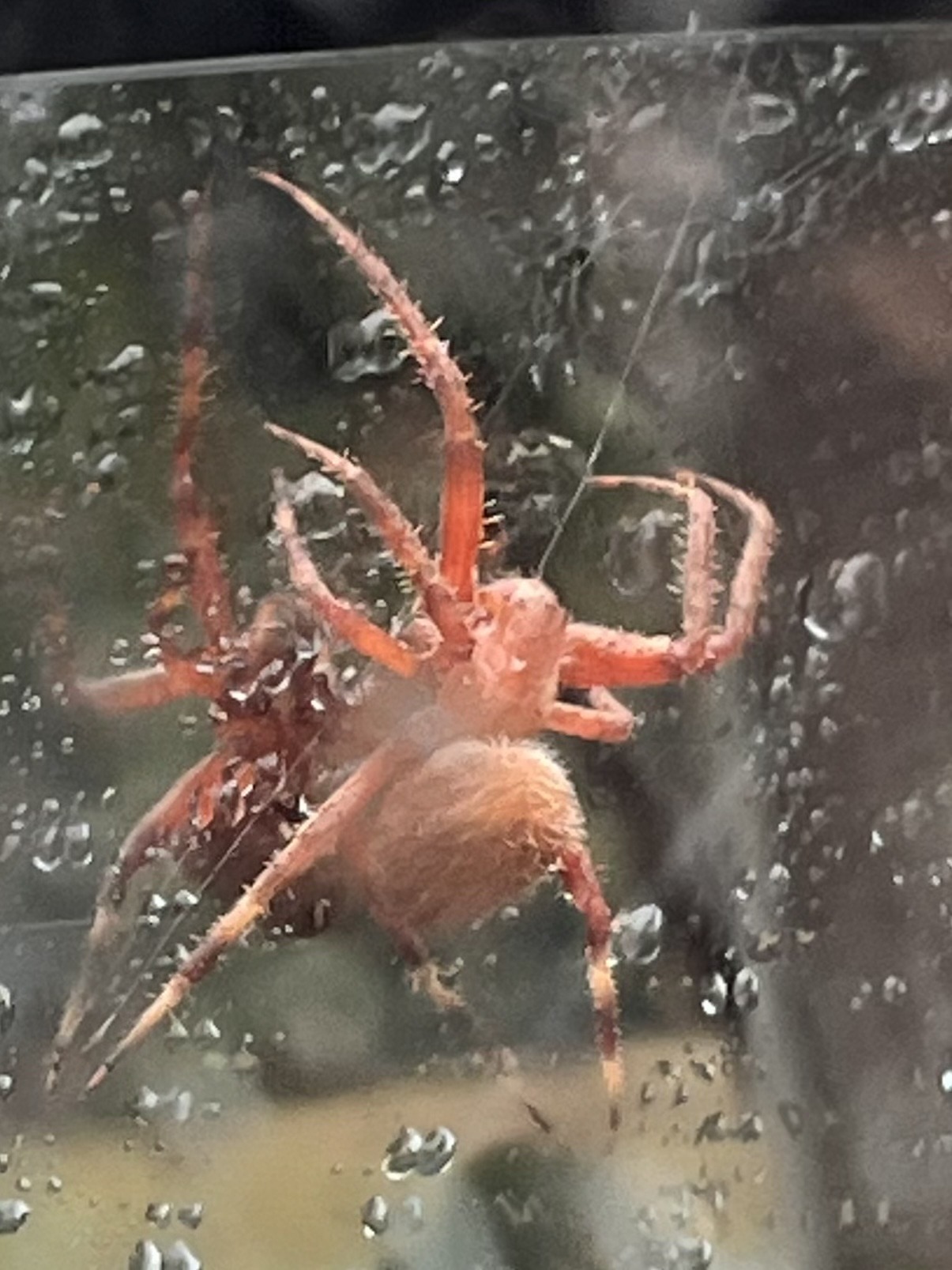 European garden spider (cross orb-weaver)