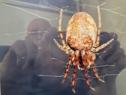 European Garden Spider (or Cross Orb-weaver)