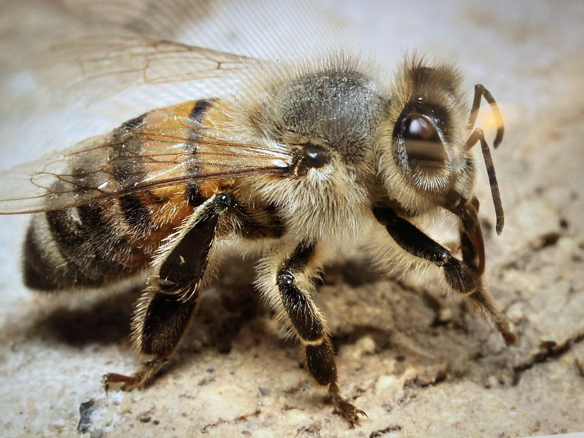 European honey bee