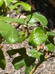 European Paper Wasp