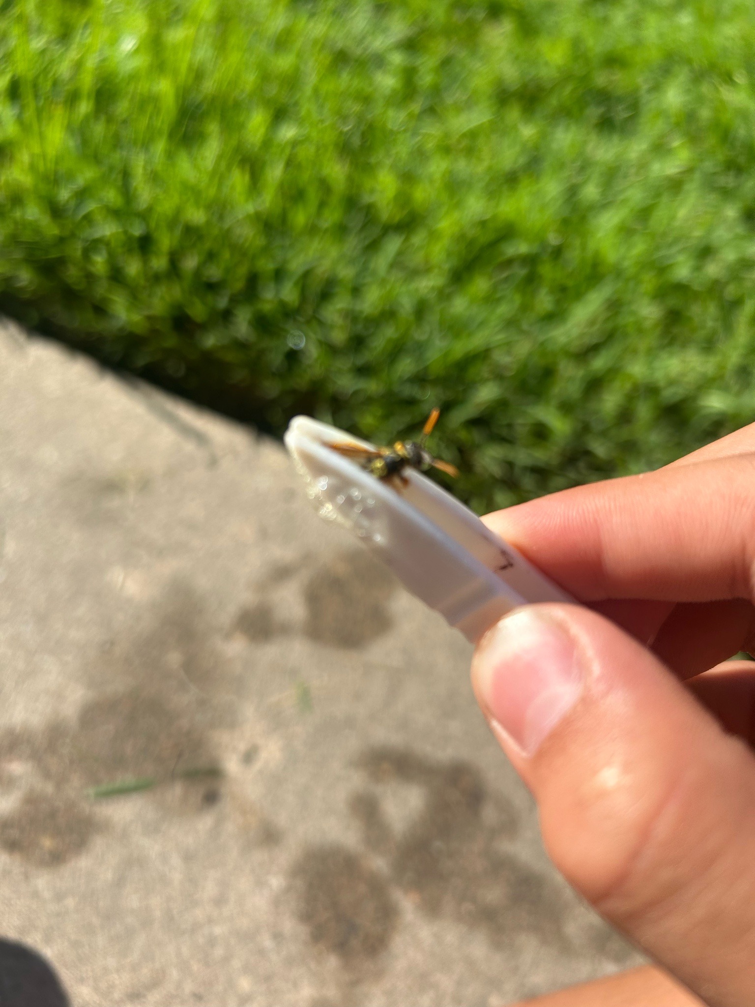 European Paper Wasp