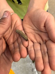 Cutworm (caterpillar stage)