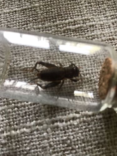 Field Cricket