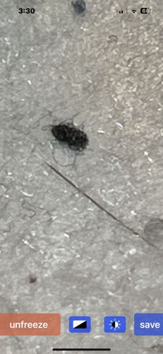 Ant