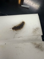 Carpet beetle larva
