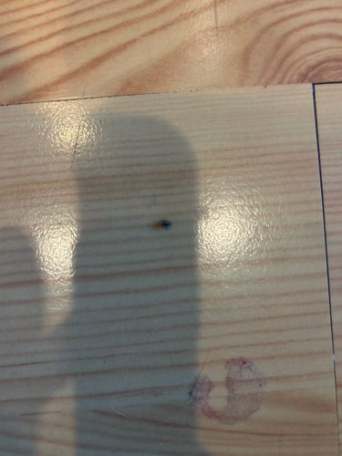 Insect Not Identifiable