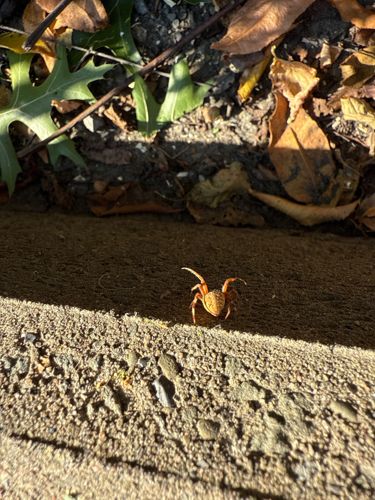 Flower Crab Spider (likely a species of Misumena or Mecaphesa)