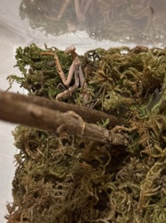 Praying Mantis (likely European Mantis or a related species due to color and build)