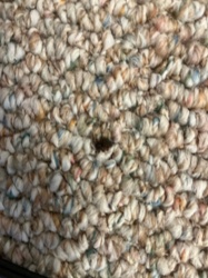 Carpet beetle (likely Varied Carpet Beetle or Black Carpet Beetle)