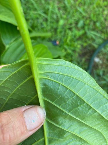 Aphid (likely a species of aphid, though specific identification is difficult from the image)
