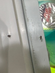 Drain Fly (or Moth Fly, Psychodid Fly)