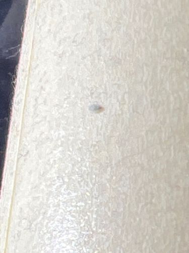 Booklouse (or Psocid)