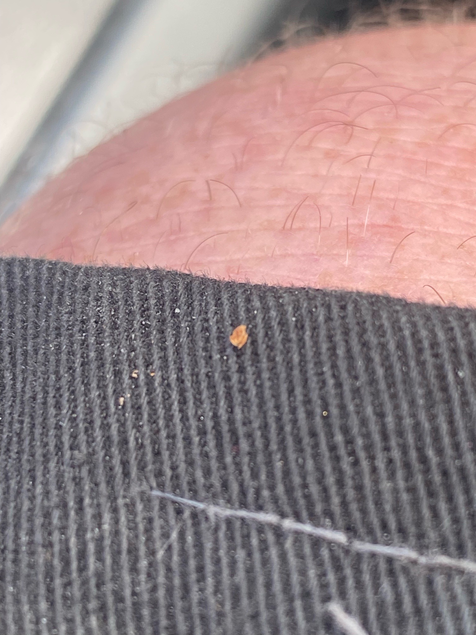 Common Bed Bug