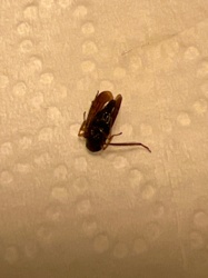 Carpenter Ant (Male Alate)