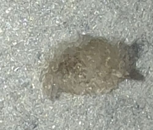 Household Casebearer (often specifically the Plaster Bagworm or Case-bearing Clothes Moth larva)