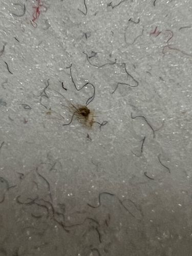 Carpet Beetle Larva