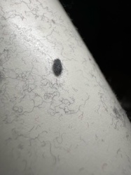 Carpet beetle larva