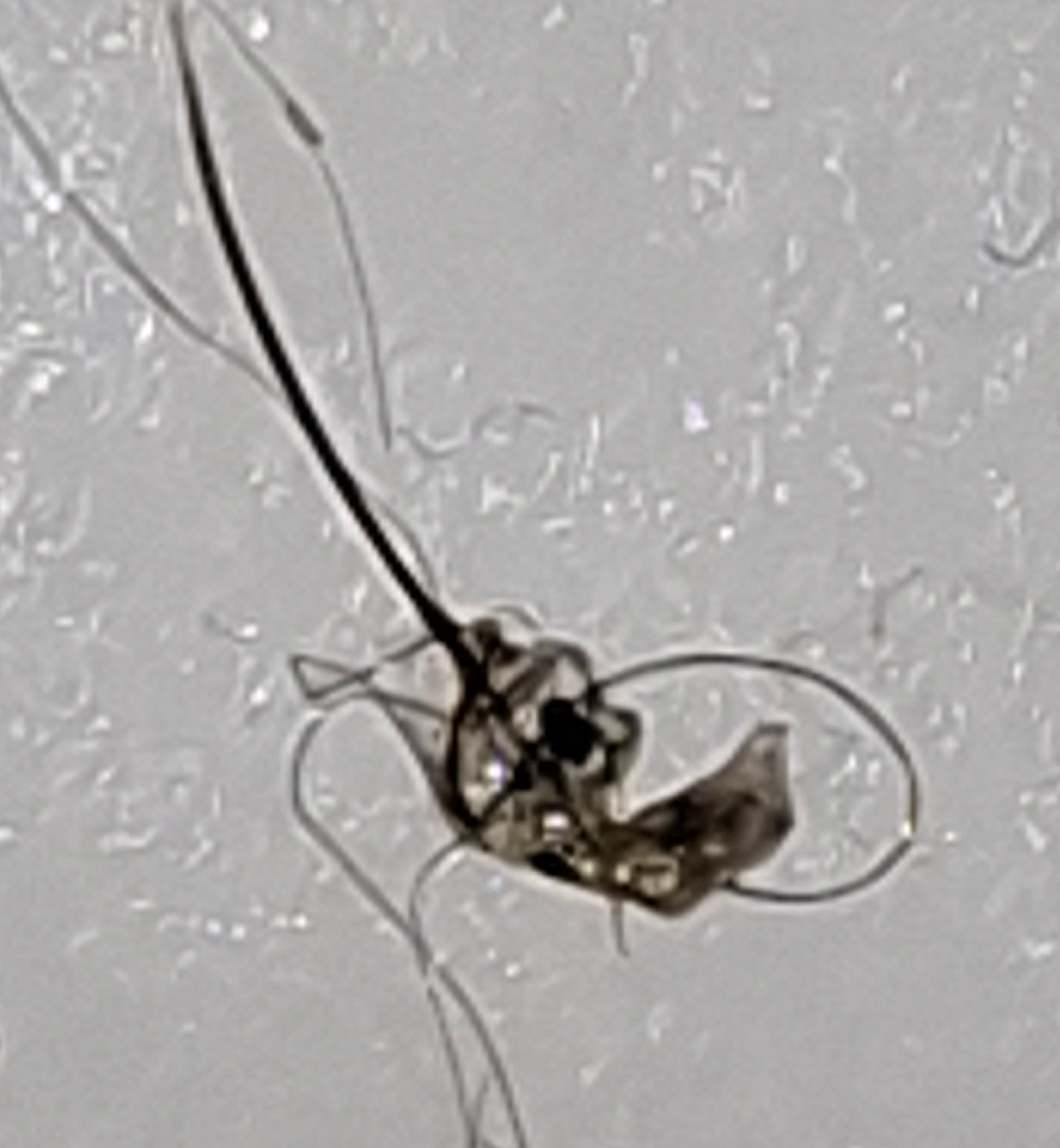 Mosquito Larva