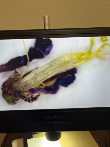 There is no identifiable insect or bug in the provided image. The image appears to show parts of a plant, possibly a flower or seed pod, viewed under magnification. No insect or arachnid features are discernible.