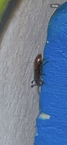 Sawtoothed Grain Beetle