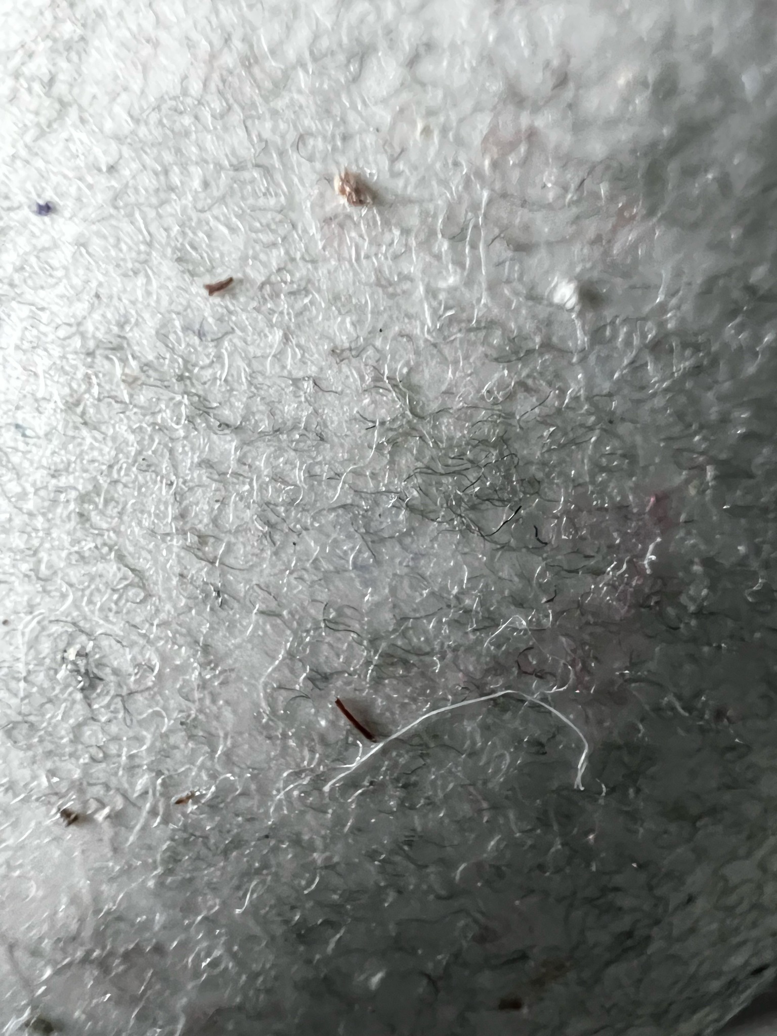 Inanimate debris (likely lint and carpet fibers)