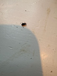 Springtail