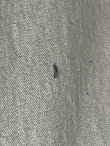 Case-bearing Clothes Moth